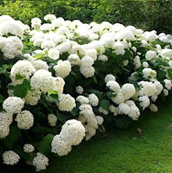 Гортензия   древовидная   'Аннабель' / Hydrangea arb. 'Annabelle'