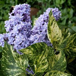 Сирень обыкновенная 'Аукубафолиа' / Syringa vulgaris 'Aucubaefolia'