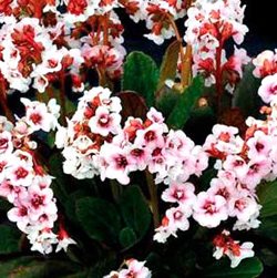 Бадан  'Энджел Кисс'   /     Bergenia 'Angel Kiss'