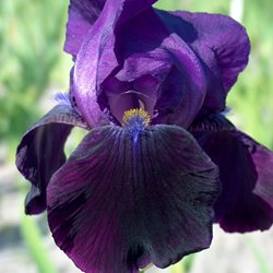 Ирис 'Блэк Сван' / Iris germanica 'Black Swan'