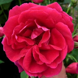 Канадские розы - Ландшафтная компания Эдельвейс