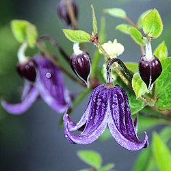 Клематис цельнолистный 'Фасцинэйшн' / Clematis integrifolia 'Fascination'