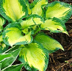 Хоста  'Голден Мидоуз' /         Hosta  hybride 'Golden Meadows'