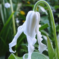 Клематис цельнолистный  'Хакури' / Clematis integrifolia 'Hakuree'