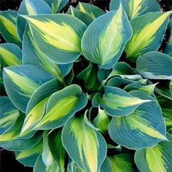 Хоста 'Тач оф Класс' / Hosta hybride 'Touch of Class'