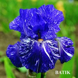 Ирис 'Батик' / Iris germanica 'Batik'