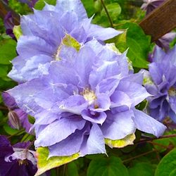 Клематис 'Мазури' /  Clematis 'Mazury'