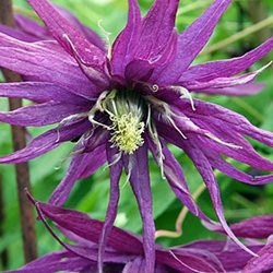 Клематис 'Октопус' / Clematis alpina 'Octopus'