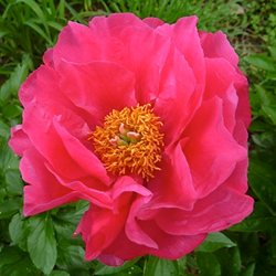 Пион 'Паула Фэй' / Paeonia lactiflora 'Paula Fay'