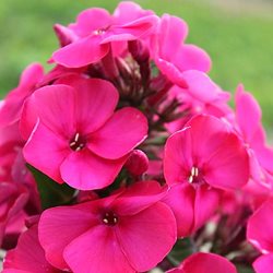 Флокс метельчатый 'Юник Олд Цериз'  / Phlox paniculata Younique 'Old Cerise'