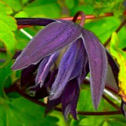 Клематис 'Перпл Спайдер'  / Clematis atragene 'Purple Spider'