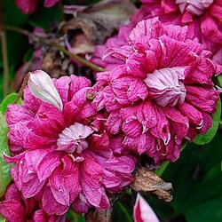 Клематис  витицелла  'Пурпуреа  Плена  Элеганс'       /  Clematis viticella 'Purpurea Plena Elegans'