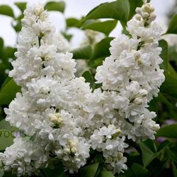 Сирень обыкновенная 'Мадам Лемуан' / Syringa vulgaris 'Madam Lemoiner"