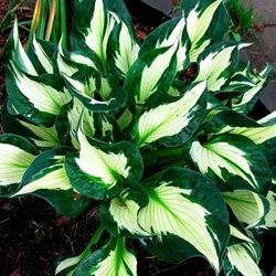 Хоста  'Уерлуинд' /         Hosta  hybride  'Whirlwind'