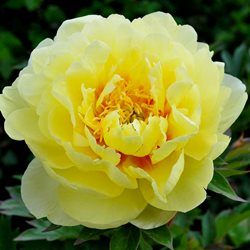 Пион Ито-гибрид 'Бартзелла /  Paeonia Itoh 'Bartzella'