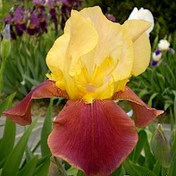 Ирис 'Бродвэй Стар' / Iris germanica 'Broadway Star'