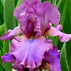 Ирис 'Кантина' / Iris germanica 'Cantina'