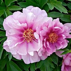 Пион Ито-гибрид 'Фёст Эррайвэл'  /  Paeonia Itoh 'First Arrival'