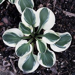 Хоста 'Фростэд Маус Ирз' /  Hosta hybride 'Frosted Mouse Ears'