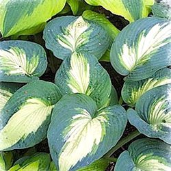 Хоста  'Хадсон Бэй' /   Hosta  hybride  'Hudson Bay'