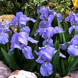 Ирис карликовый 'Блу Деним' / Iris pumila 'Blue Denim'