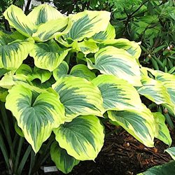 Хоста  Либерти / Hosta  hybride  'Liberty'