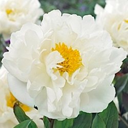 Пион 'Мисс Америка' / Paeonia lactiflora 'Miss America'