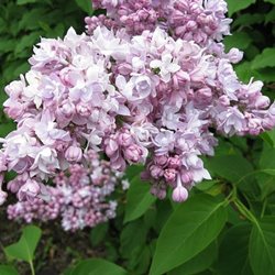 Сирень обыкновенная 'Монтень' /  Syringa vulgaris 'Montaigne'