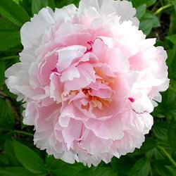 Пион  'Анжел Чиикс' /  Paeonia lactiflora 'Angel Cheeks'