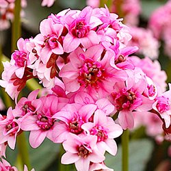 Бадан 'Дрэгонфлай Сакура' /  Bergenia 'Dragonfly Sakura'