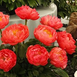 Пион 'Корал Сансет'  / Paeonia lactiflora 'Coral Sunset'