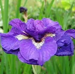 Ирис сибирский 'Каблей' / Iris sibirica 'Kabluey'