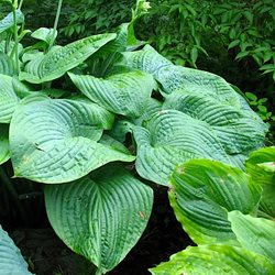 Хоста 'Хампбэк Уэйл' / Hosta 'Humpback Whale'