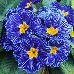 Примула  'Блу Зебра" /          Primula  ‘Blue  Zebra'