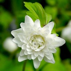 Анемона дубравная 'Альба Плена' / Anemone nemorosa 'Alba Plena'