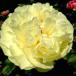 Пион 'Лемон Шиффон'  /        Paeonia hybrida 'Lemon Chiffon'