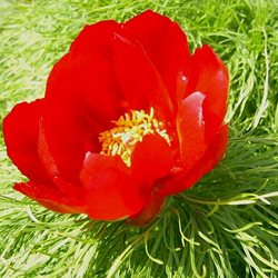 Пион тонколистный  /                                      Paeonia tenuifolia