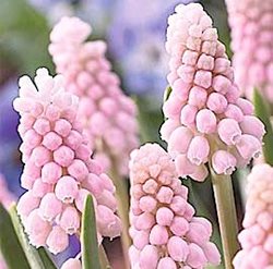 Мускари 'Пинк Санрайз'/ muscari 'Pink Sunrise'