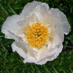 Пион 'Кринклед Уайт' / Paeonia lactiflora 'Krinkled White'