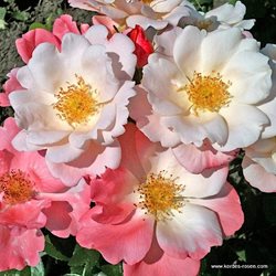 Роза Кордеса 'Розеромантик' / Roseromantic, Kordes
