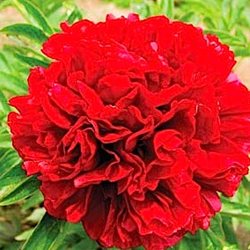 Пион 'Элиза Ланди'  /   Paeonia hybrida 'Eliza Lundy'