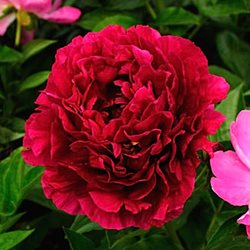 Пион 'Олд Фэйсфул'   /     Paeonia lactiflora 'Old Faithful'