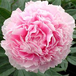 Пион 'Сара Бернар'  /                                      Paeonia lactiflora 'Sarah Bernardt '