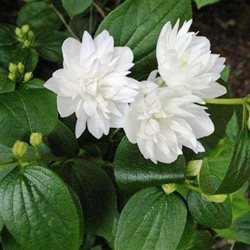 Чубушник 'Миннесота Сноуфлэйк' / Philadelphus 'Minnesota Snowflake'