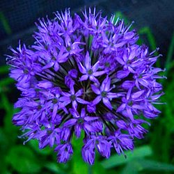 Лук  голубой / ALLIUM caeruleum, blue