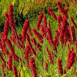 Горец 'Оранж Филд' / Persicaria 'Orange Field'