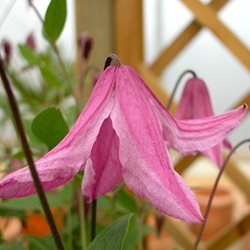 Клематис цельнолистный  'Пинк Делайт' / Clematis integrifolia 'Pink Delight'