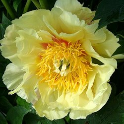 Пион Ито-гибрид 'Прэйри Чарм' / Paeonia Itoh 'Prairie Charm'