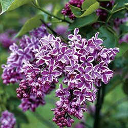 Сирень обыкновенная 'Сенсация' / Syringa vulgaris 'Sensation'