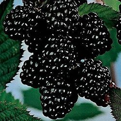 Ежевика ‘Честер Торнлесс’ / Rubus fruticosus  'Chester Thornless'